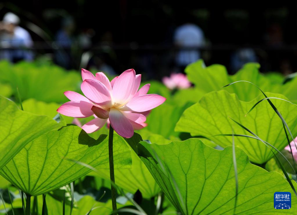 沈阳：荷花开 游人至