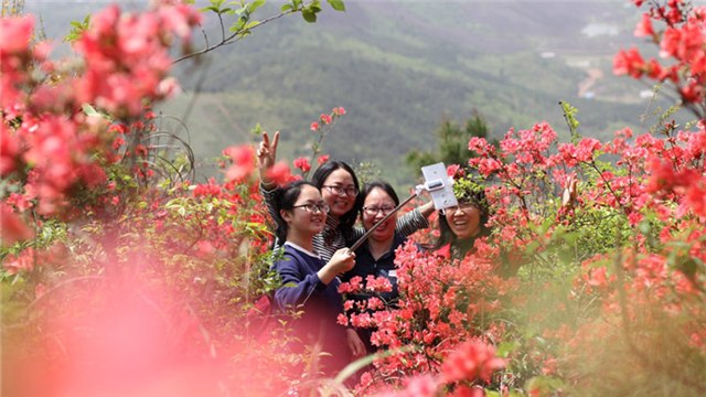 清明时节花飘香