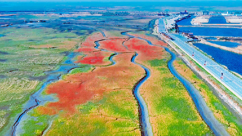 【“飞阅”中国】“最美湿地”红海滩：青红交接六月天