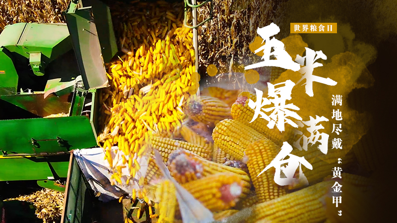 世界糧食日|玉米爆滿倉——滿地盡戴“黃金甲”