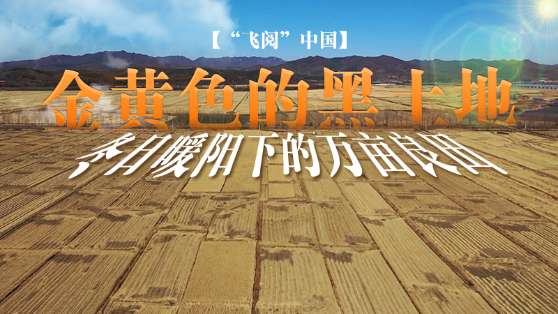 【“飛閱”中國】金黃色的黑土地：冬日暖陽下的萬畝良田