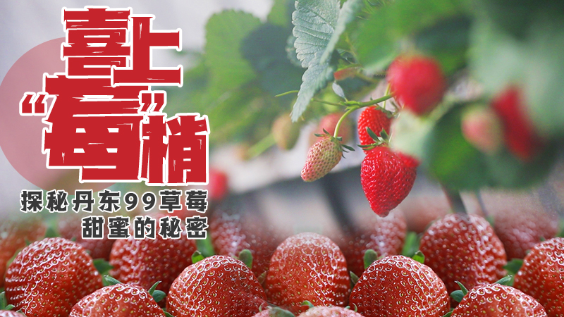 喜上“莓”梢！探秘丹东99草莓甜蜜的秘密