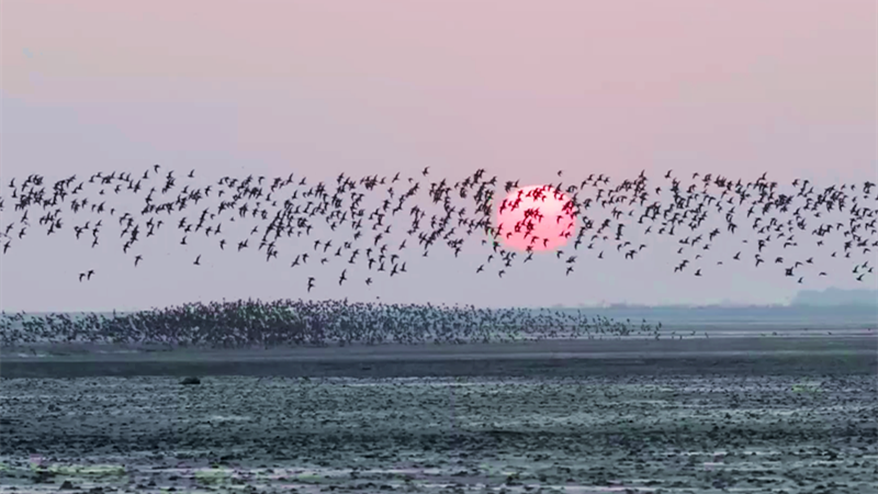 【“飛閱”中國】壯觀！百萬只候鳥飛臨鴨綠江口濕地