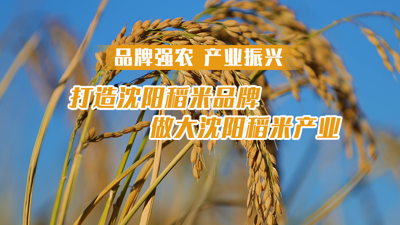 品牌强农 产业振兴丨打造沈阳稻米品牌 做大沈阳稻米产业