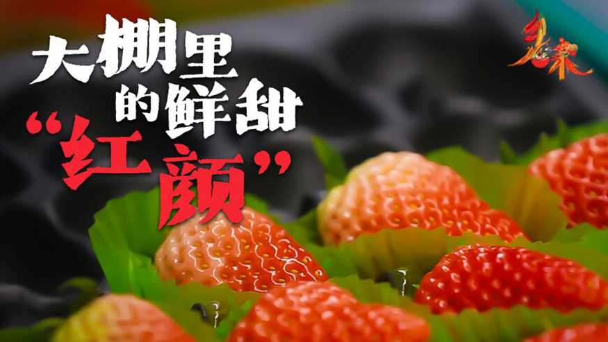 乡味|东港草莓：大棚里的鲜甜“红颜”