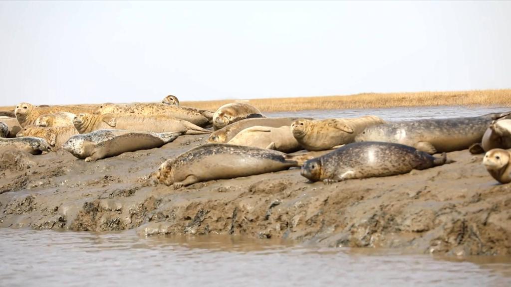 探寻辽东湾的斑海豹