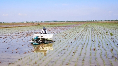 丹東今年水稻機械插秧率近99%
